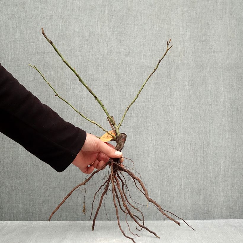 Amostra de Roseira de flor grande The McCartney Rose Raízes nuas tal como entregue no inverno