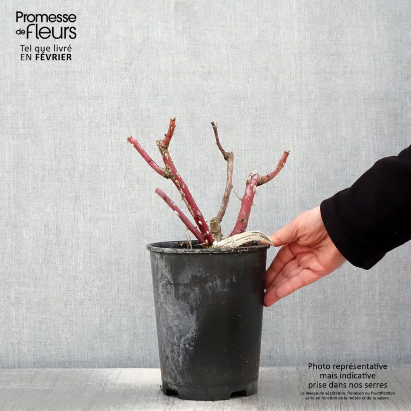 Amostra de Rosier à grandes fleurs Thierry Marx  Pot de 4L/5L tal como entregue no inverno