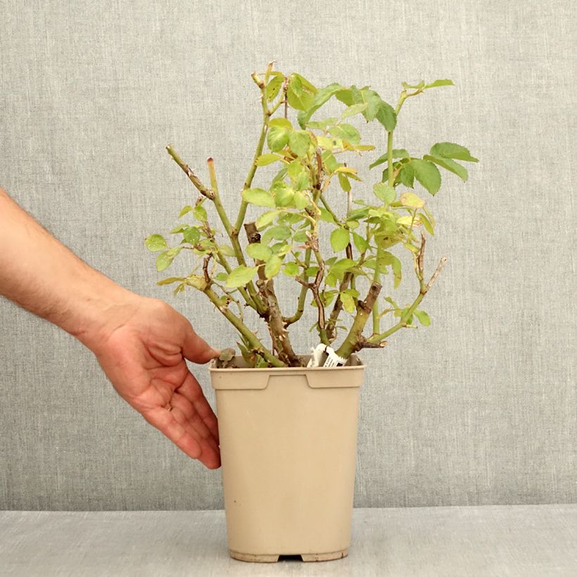 Amostra de Roseira de flor grande Thierry Marx Vaso de 3 L/4 L tal como entregue no verão