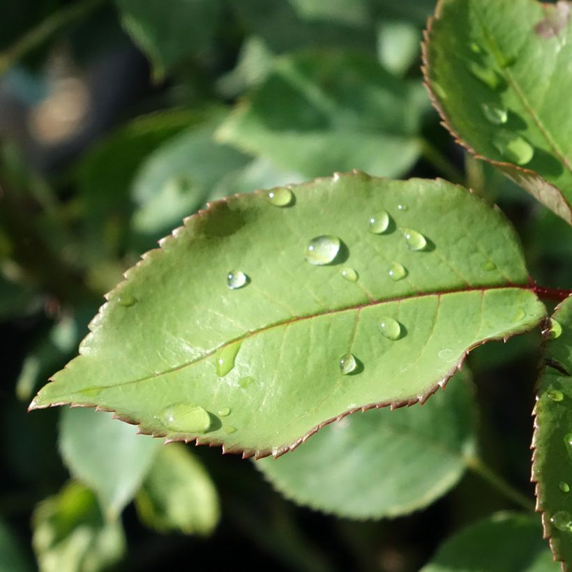 Roseira de flor grande Tobago Odore (Folhagem)