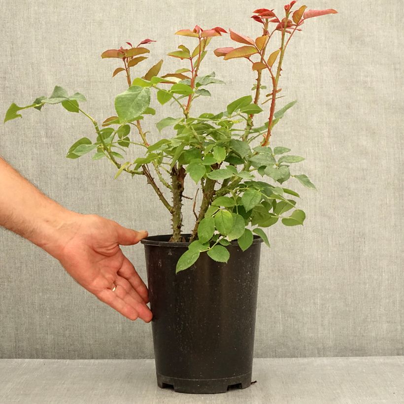 Amostra de Roseira de flor grande Tobago Odore Vaso de 4 L/5 L tal como entregue no verão