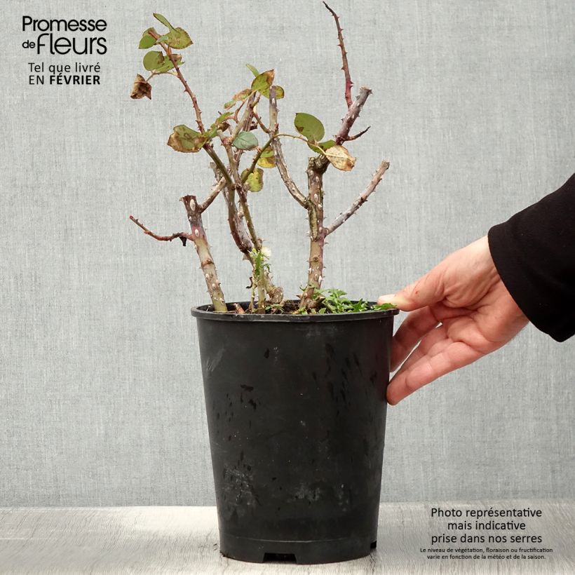 Amostra de Rosier à grandes fleurs Tobago Odore Pot de 4L/5L tal como entregue no inverno