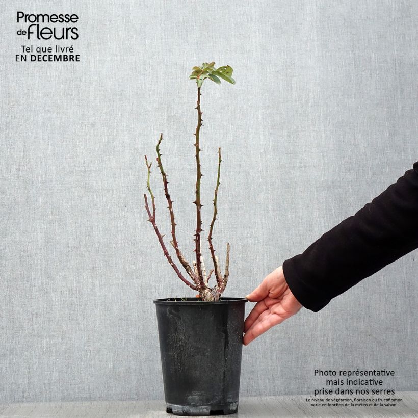 Amostra de Rosier à grandes fleurs Traviata Pot de 4L/5L tal como entregue no outono