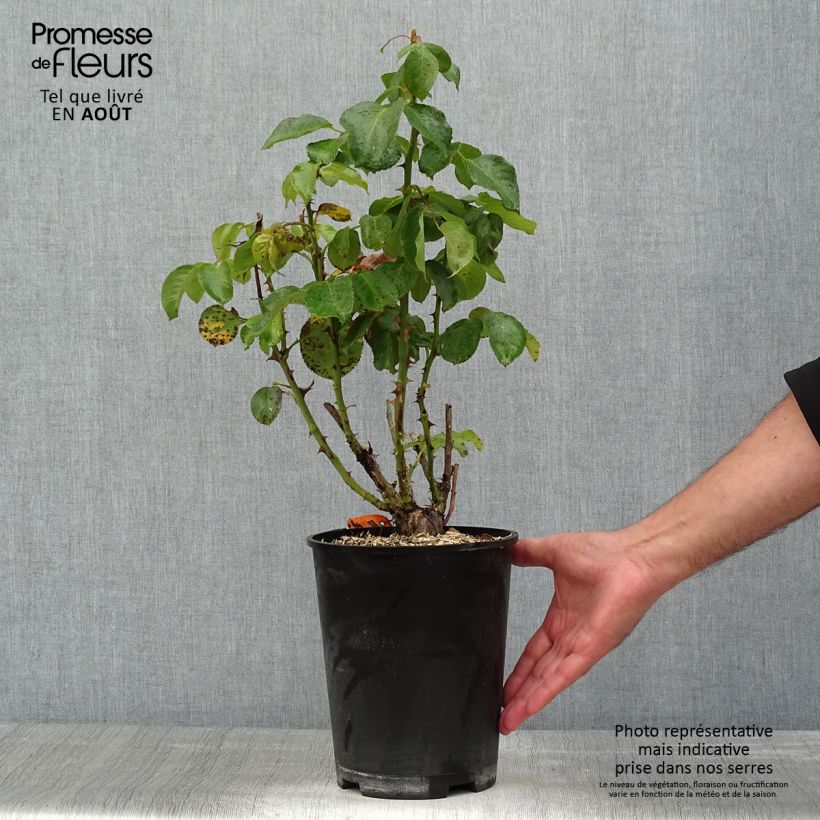 Amostra de Roseira de flor grande Traviata - Rosa Vaso de 4 L/5 L tal como entregue no verão
