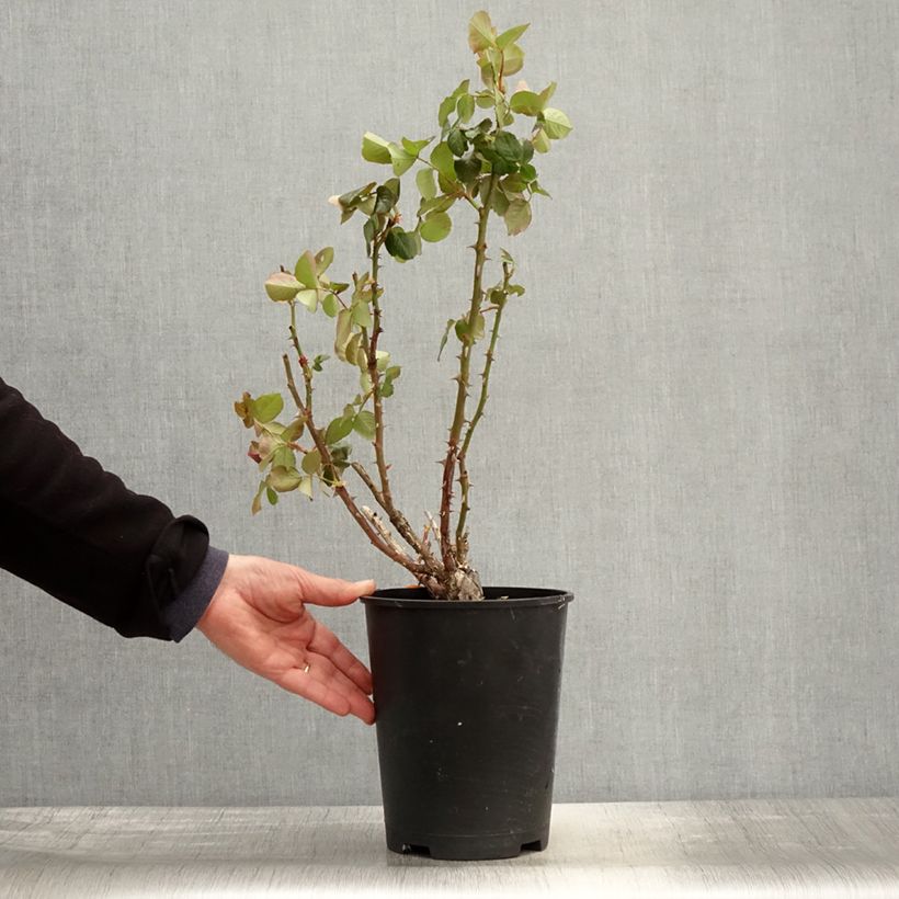 Amostra de Roseira de flor grande Traviata Vaso de 4 L/5 L tal como entregue na primavera