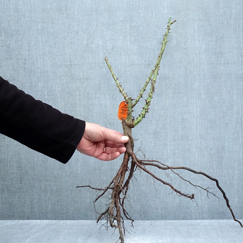 Amostra de Rosier à grandes fleurs Traviata Petites Racines nues tal como entregue no inverno