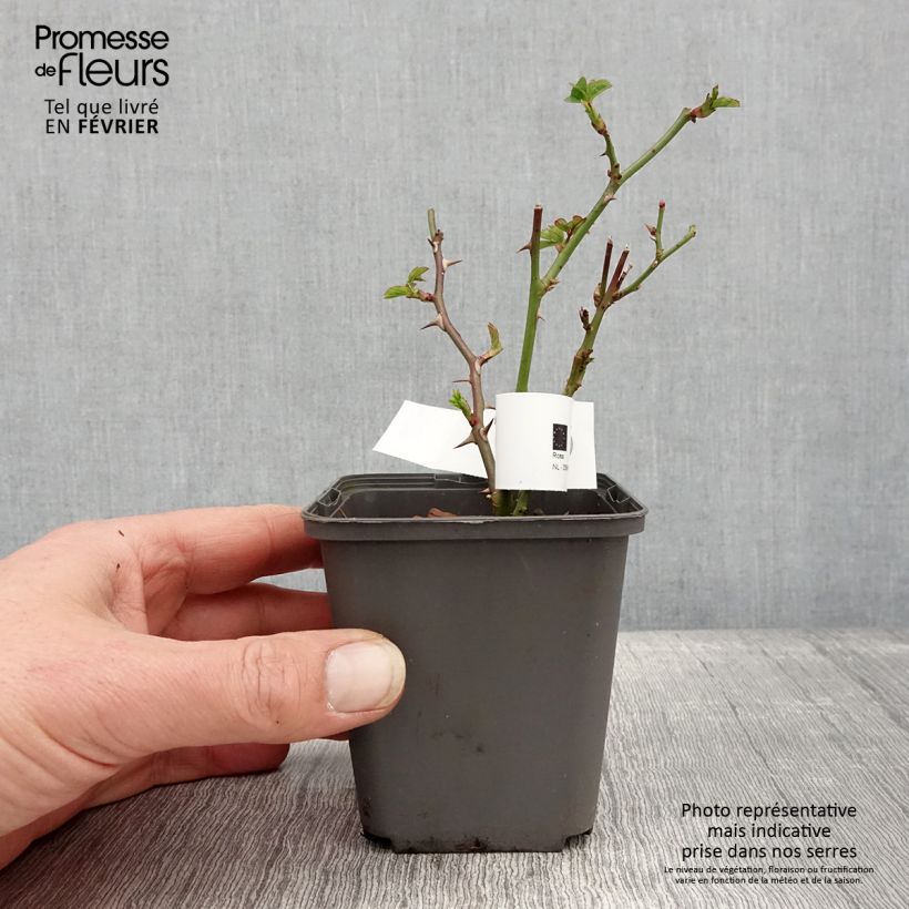 Amostra de Rosier à grandes fleurs Twister Select Godet de 8/9 cm tal como entregue no inverno