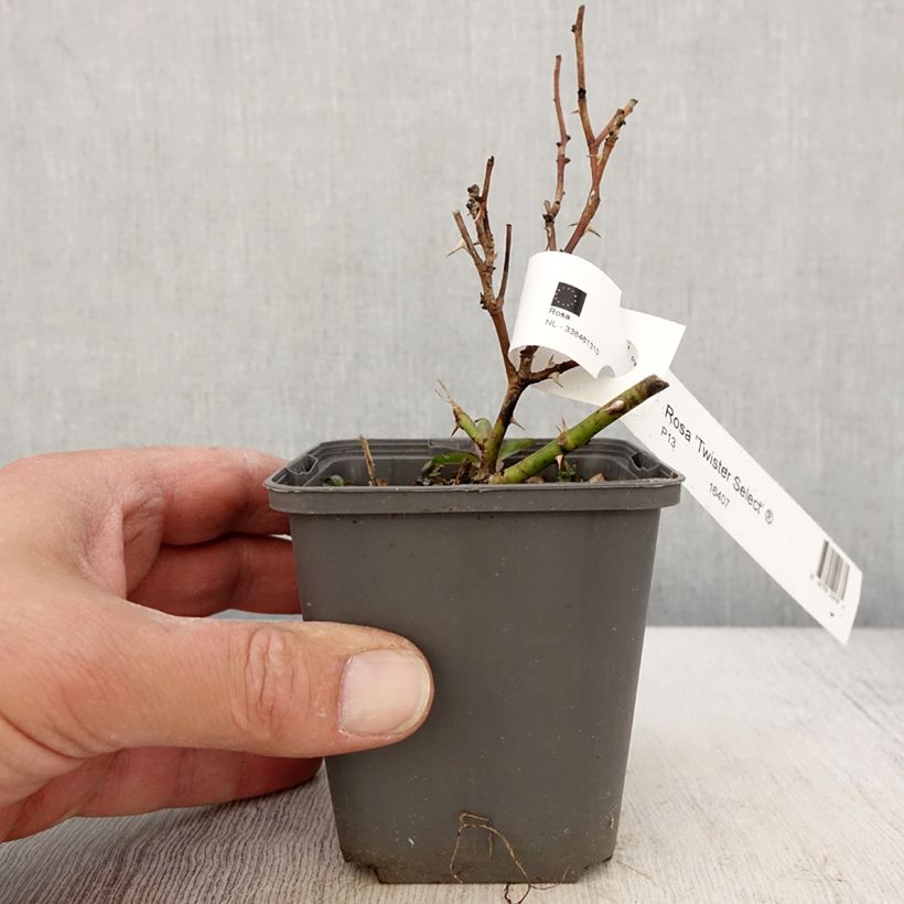 Amostra de Roseira de flor grande Twister Select Vaso de 8/9 cm tal como entregue na primavera