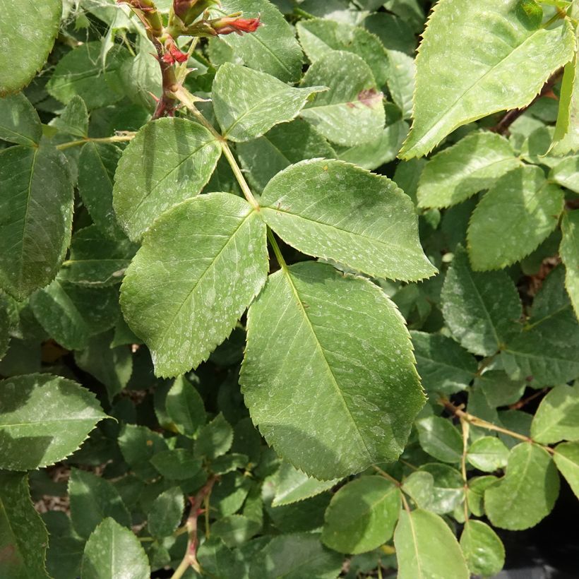 Roseira de flor grande Velasquez (Folhagem)