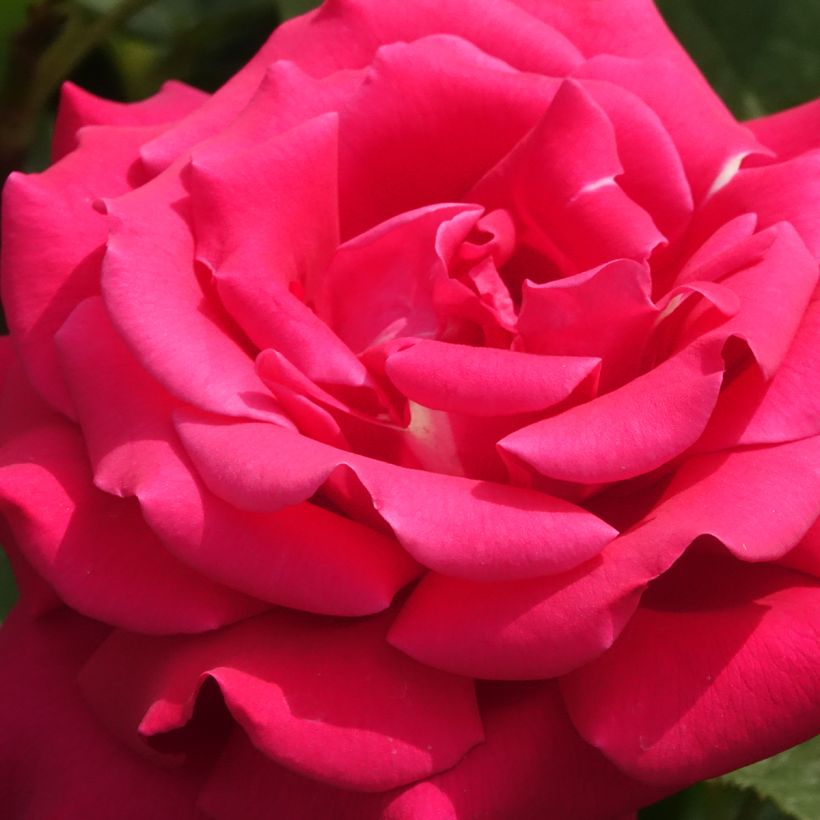 Roseira de flor grande Velasquez (Floração)