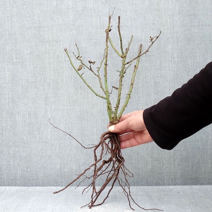 Amostra de Roseira de flor grande Velasquez Raízes nuas tal como entregue no inverno