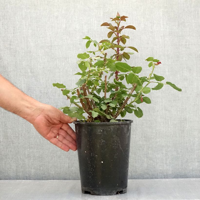 Amostra de Roseira de flor grande Victor Hugo Vaso de 4 L/5 L tal como entregue no verão