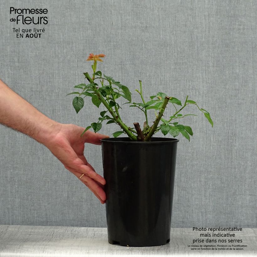 Amostra de Roseira de flor grande Chinatown Vaso de 4 L/5 L tal como entregue no verão