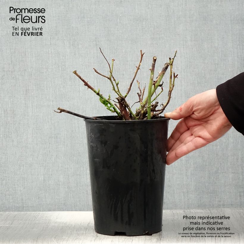 Amostra de Rosier à grandes fleurs Ville de Chine Vaso de 4 L/5 L tal como entregue no inverno