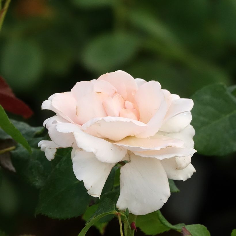 Roseira de flor grande Ville de Fontenay-aux-Roses (Floração)