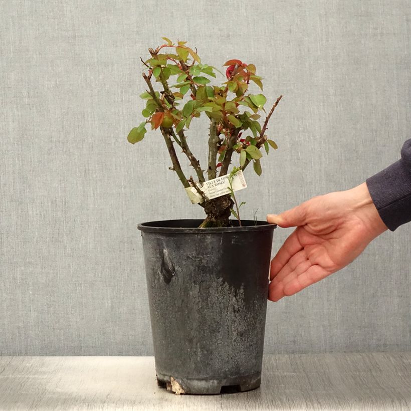 Amostra de Roseira de flor grande Ville de Fontenay-aux-Roses Vaso de 4 L/5 L tal como entregue na primavera