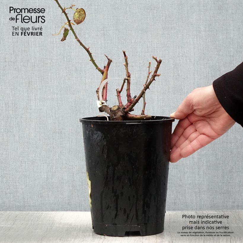 Amostra de Roseira de flor grande Violette Parfumée Vaso de 4 L/5 L tal como entregue no inverno