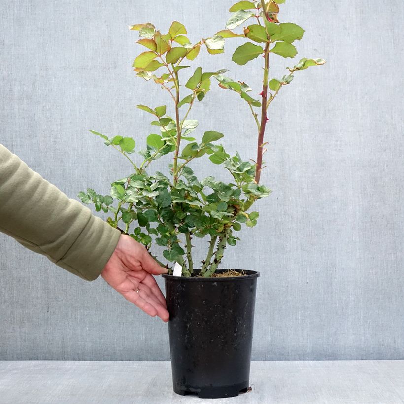 Amostra de Roseira de flor grande Vulcano Vaso de 4 L/5 L tal como entregue na primavera