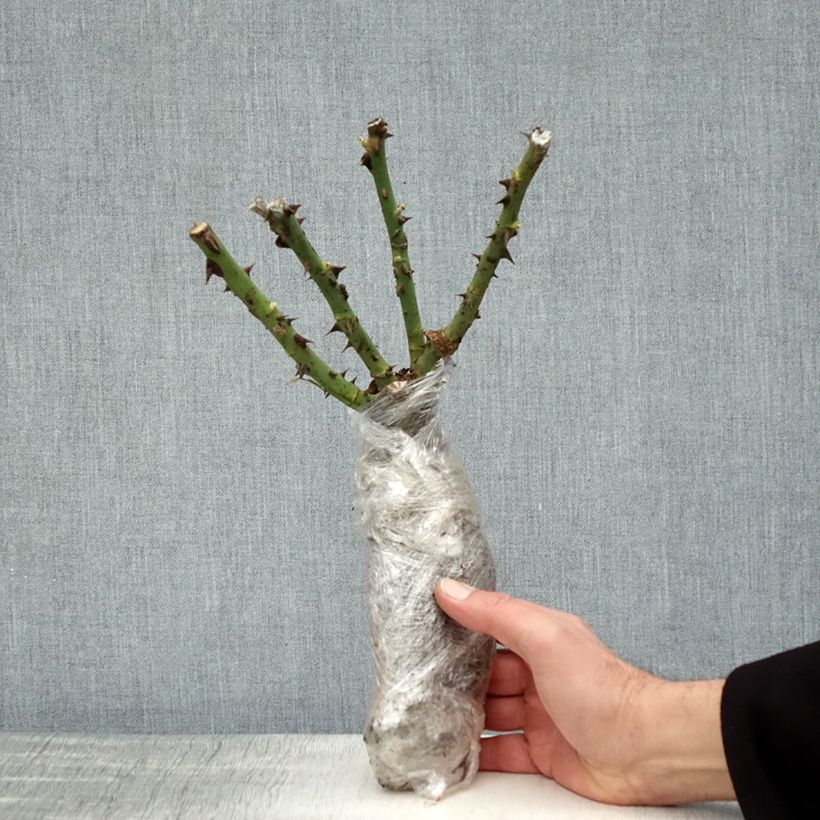 Amostra de Rosier à grandes fleurs Vulcano Raízes nuas em torrão tal como entregue no inverno