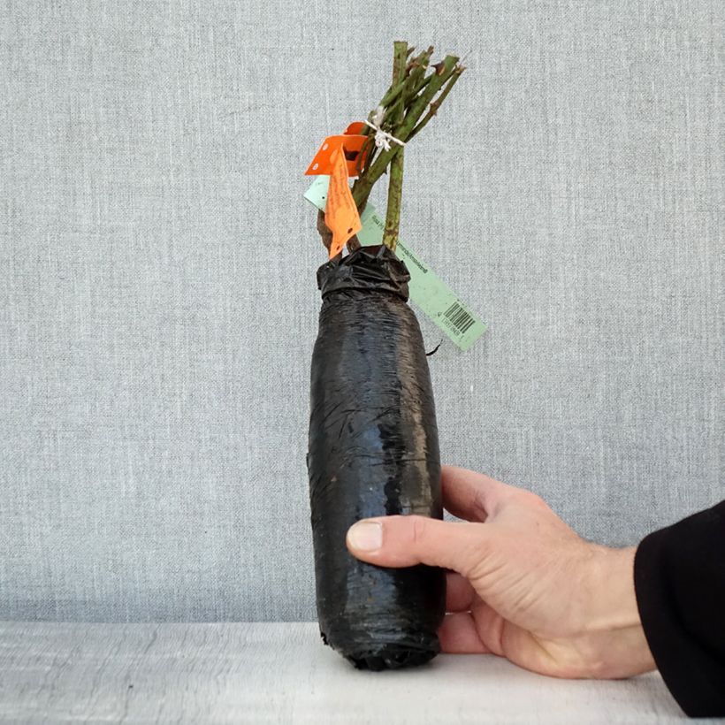 Amostra de Rosier à grandes fleurs White Symphony Raízes nuas em torrão tal como entregue no inverno