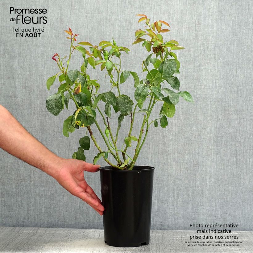 Amostra de Roseira de flor grande White Symphony Vaso de 4 L/5 L tal como entregue no verão