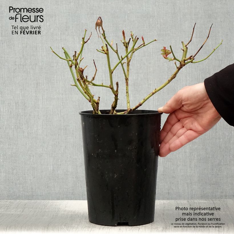 Amostra de Rosier à grandes fleurs White Symphony Vaso de 4 L/5 L tal como entregue no inverno