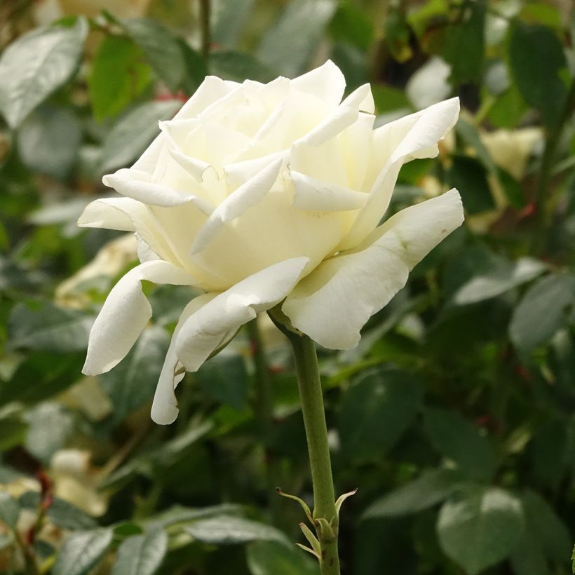 Roseira de flor grande White Symphony (Floração)