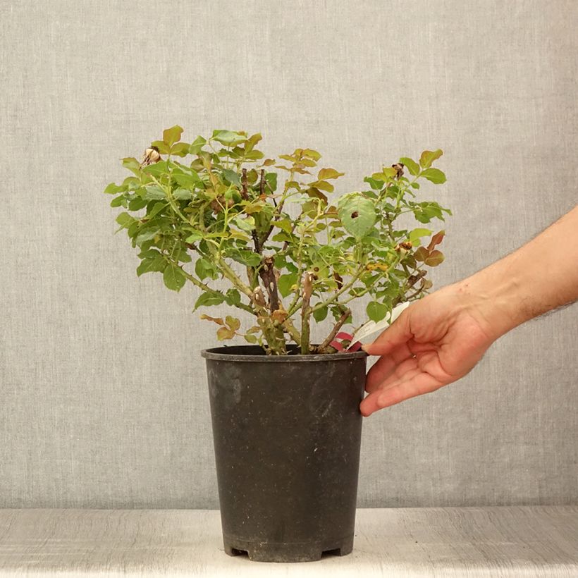 Amostra de Roseira de flor grande Yellowstone Vaso de 4 L/5 L tal como entregue no verão