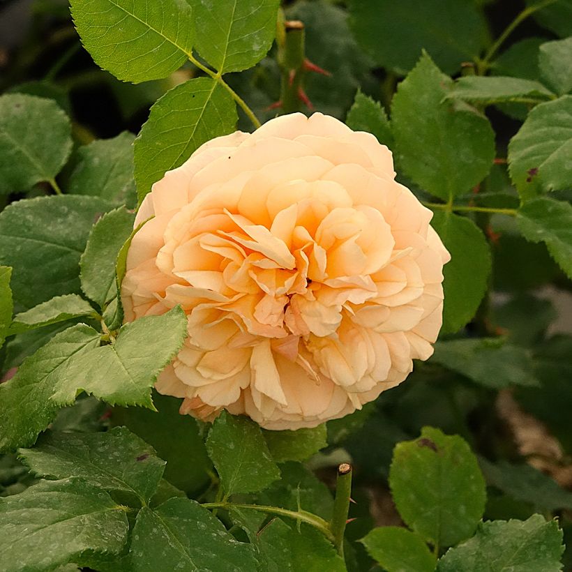 Roseira de canteiro Eveline Wild (Floração)