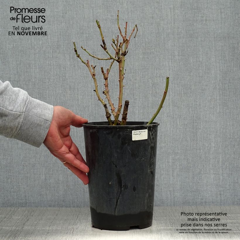 Amostra de Roseira de canteiro Renée van Wegberg® Vaso de 4 L/5 L tal como entregue no outono