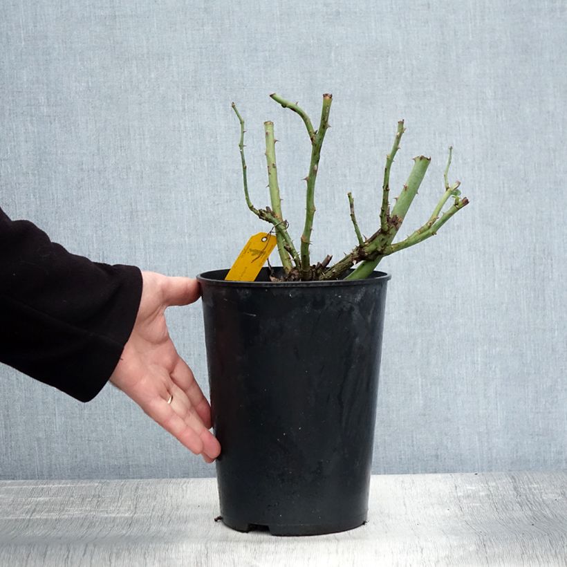 Amostra de Rosier à massif Sophie Luise Pot de 4L/5L tal como entregue no outono