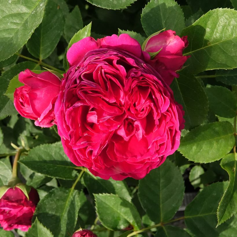 Roseira de canteiro Sophie Luise (Floração)