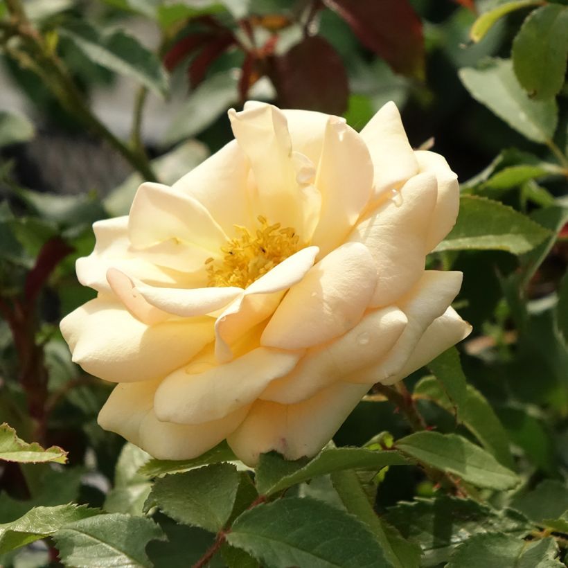 Roseira de canteiro Sweet Honey (Floração)