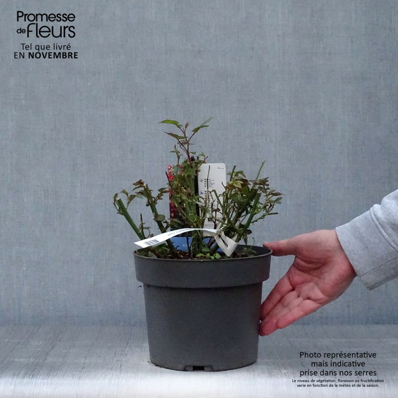 Amostra de Rosier à patio Everglow Ruby  Pot de 4L/5L tal como entregue no outono