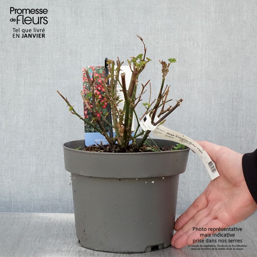 Amostra de Rosier à patio Everglow Ruby  Pot de 4L/5L tal como entregue no inverno