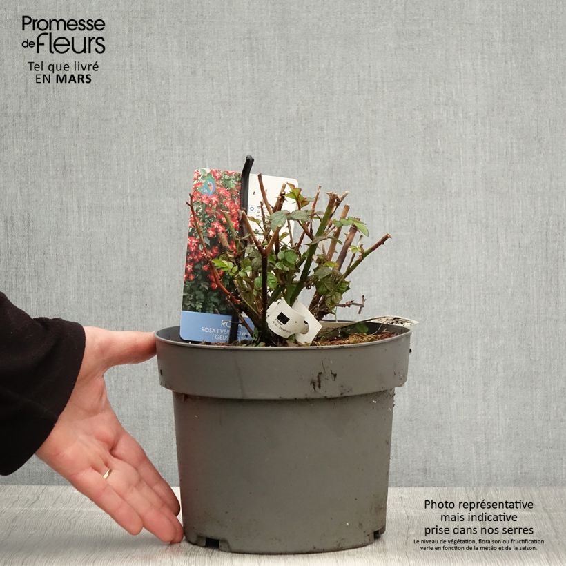 Amostra de Roseira de pátio Everglow Ruby Vaso de 4 L/5 L tal como entregue na primavera