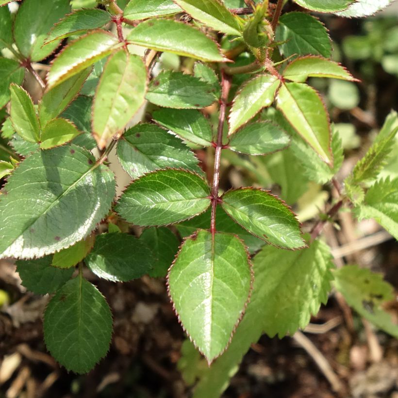 Roseira de pátio Everglow Ruby (Folhagem)