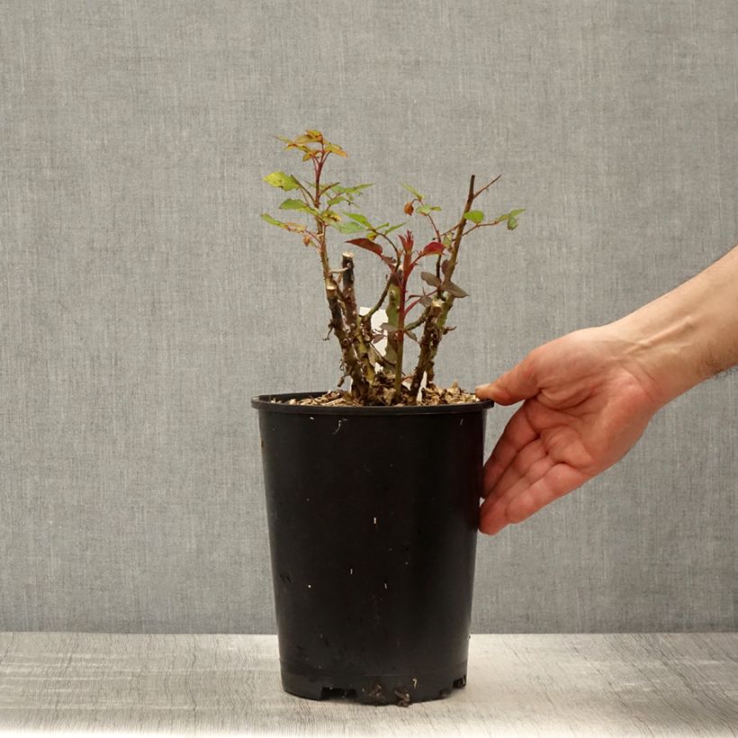 Amostra de Roseira comestível Birthday Rose Vaso de 4 L/5 L tal como entregue na primavera