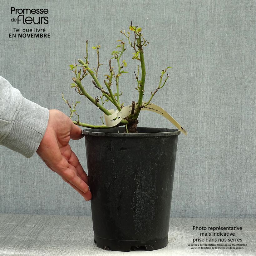 Amostra de Rosier à pétales comestibles Picnic Bio Pot de 4L/5L tal como entregue no outono