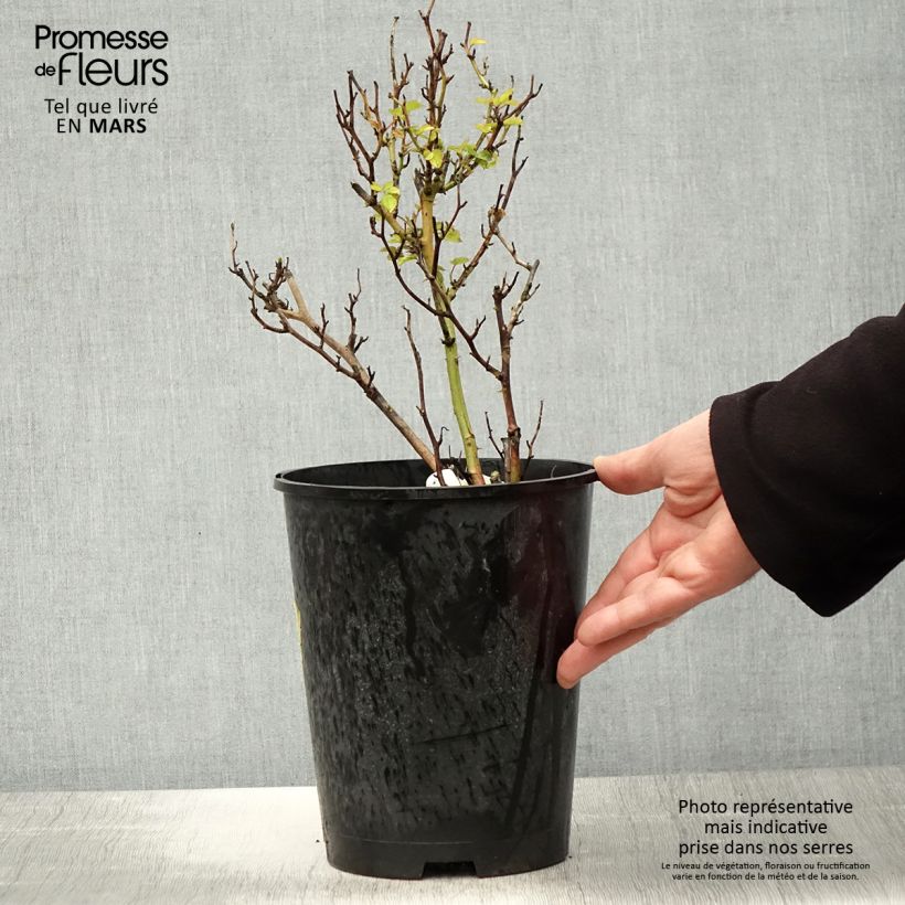 Amostra de Roseira comestível Picnic Vaso de 4 L/5 L tal como entregue na primavera