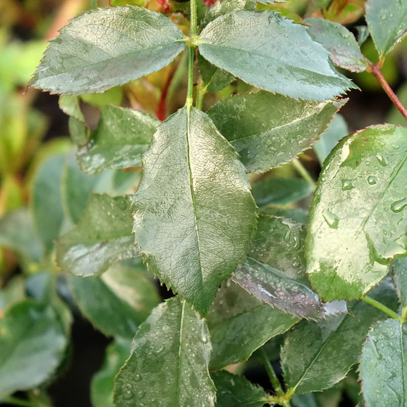 Roseira comestível Dolce (Folhagem)