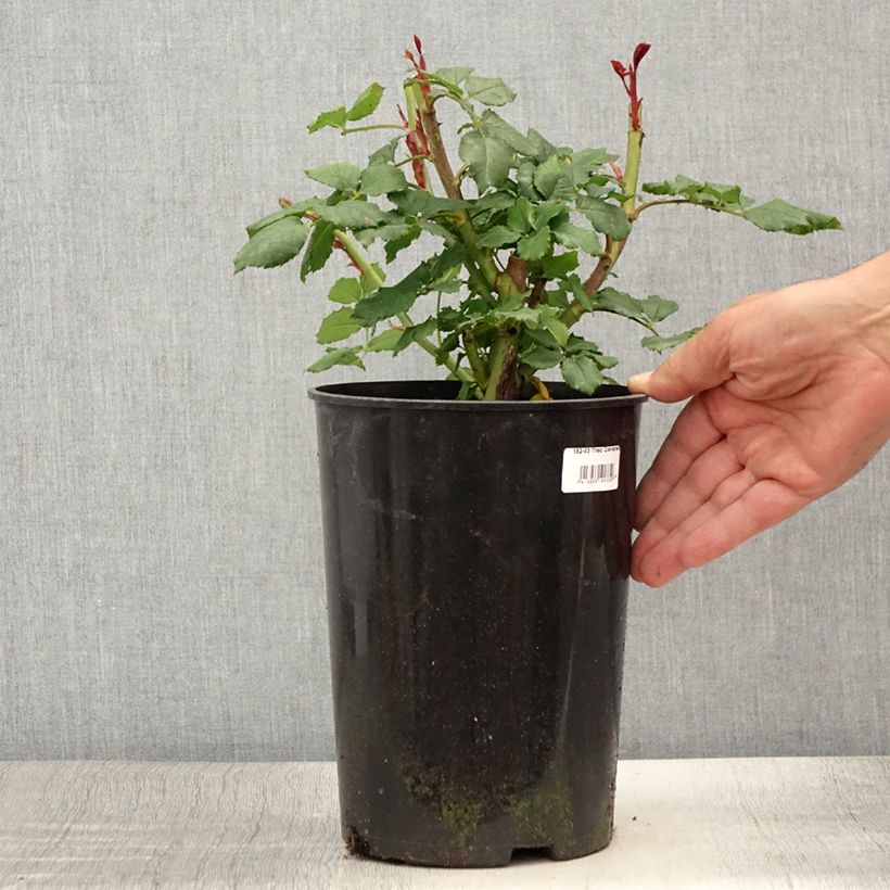 Amostra de Roseira comestível Taste of Love Vaso de 4 L/5 L tal como entregue no verão