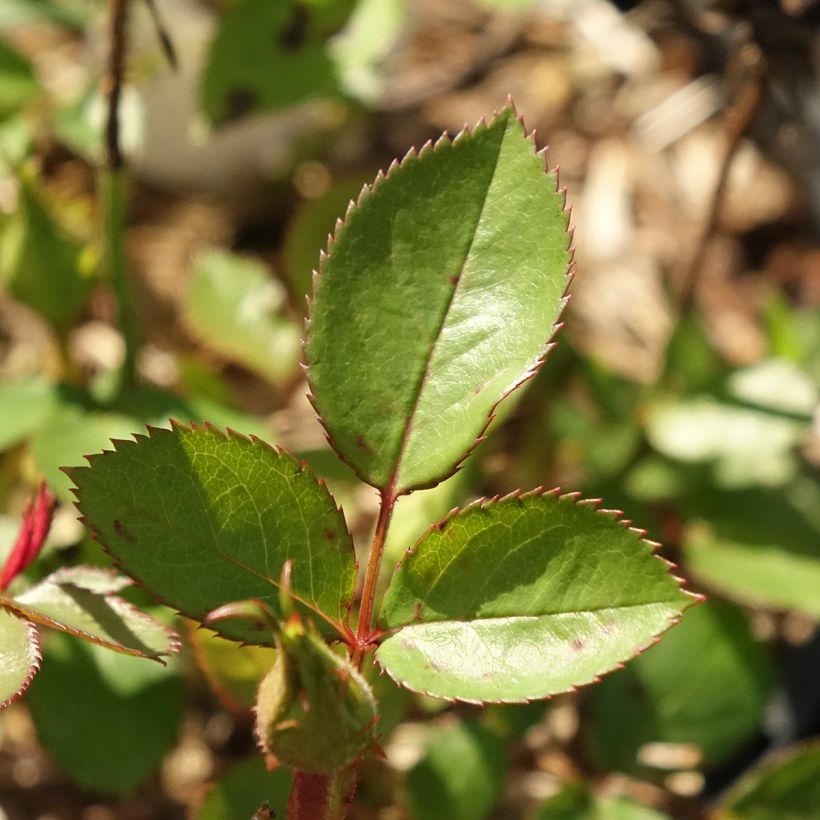Roseira comestível Tiramisu Bio (Folhagem)