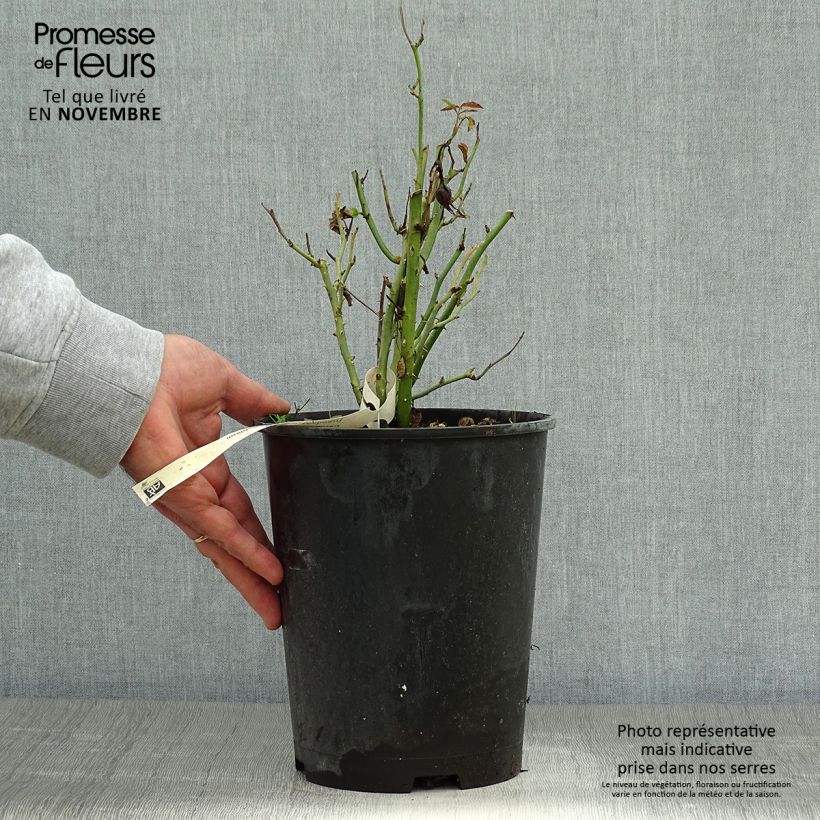 Amostra de Rosier à pétales comestibles Tiramisu Bio Pot de 4L/5L tal como entregue no outono
