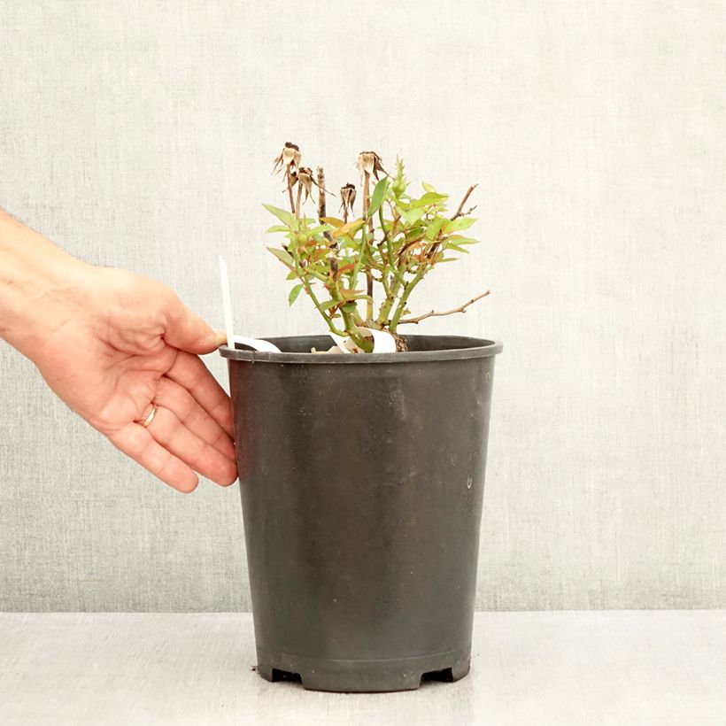 Amostra de Roseira comestível Tiramisu Bio Vaso de 4 L/5 L tal como entregue no verão