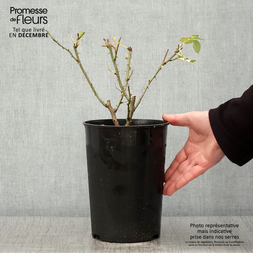 Amostra de Roseira antiga Alba Suaveolens Vaso de 4 L/5 L tal como entregue no outono