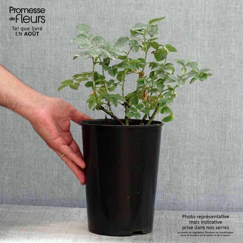 Amostra de Roseira antiga Alba Suaveolens Vaso de 4 L/5 L tal como entregue no verão