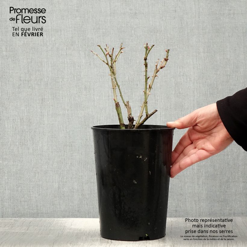 Amostra de Rosier ancien Alba Suaveolens Vaso de 4 L/5 L tal como entregue no inverno