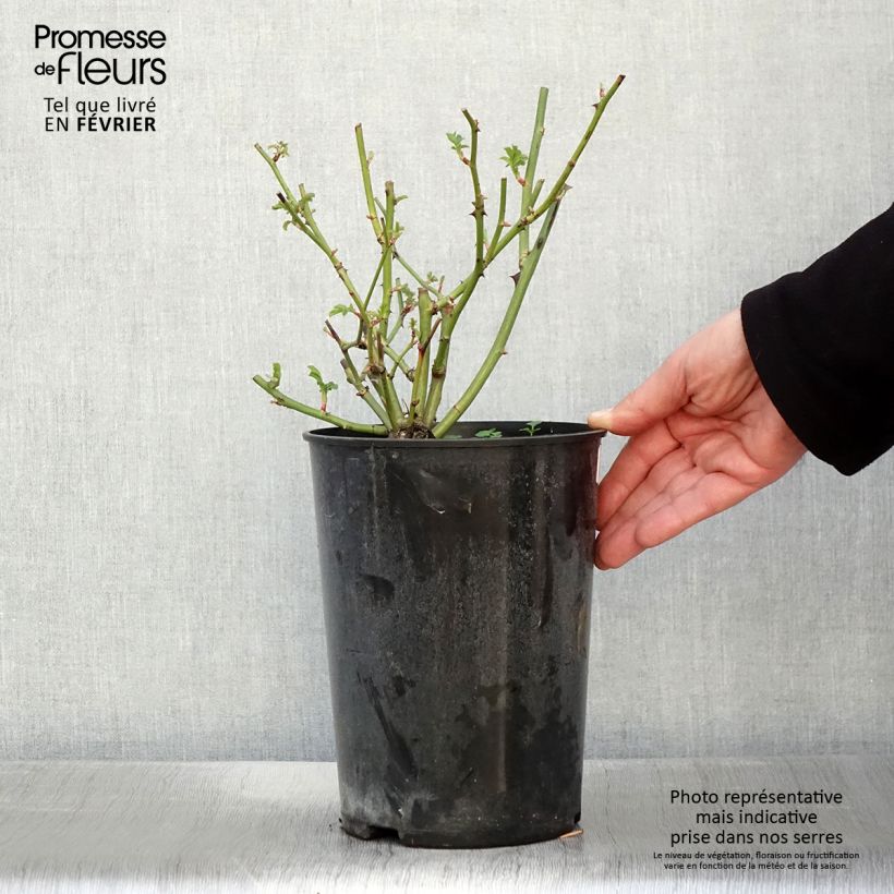 Amostra de Roseira antiga Ballerina Vaso de 4 L/5 L tal como entregue no inverno