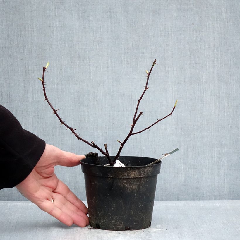 Amostra de Roseira antiga Basye's Purple Rose Vaso de 1,5 L/2 L tal como entregue no inverno